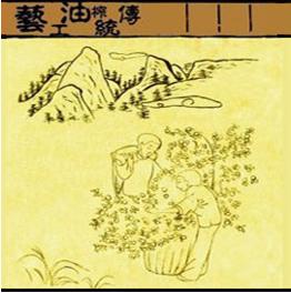 千年古法榨油，榨出新商機(jī)