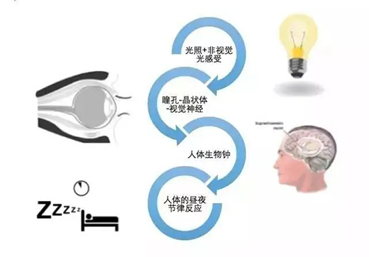 TCL华瑞照明：用好灯，为健康生活保驾护航!